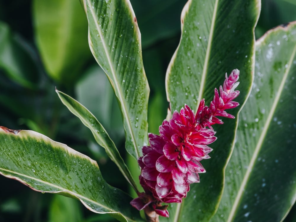 Close up shot of a plant