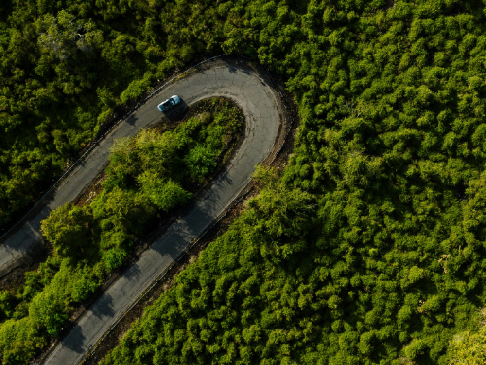 Road bending in the forest