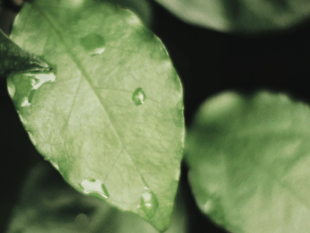 Picture of leaves