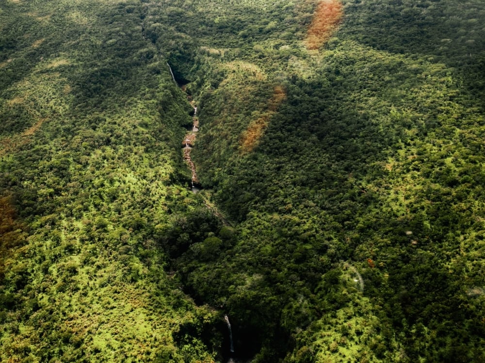 A lush green landscape