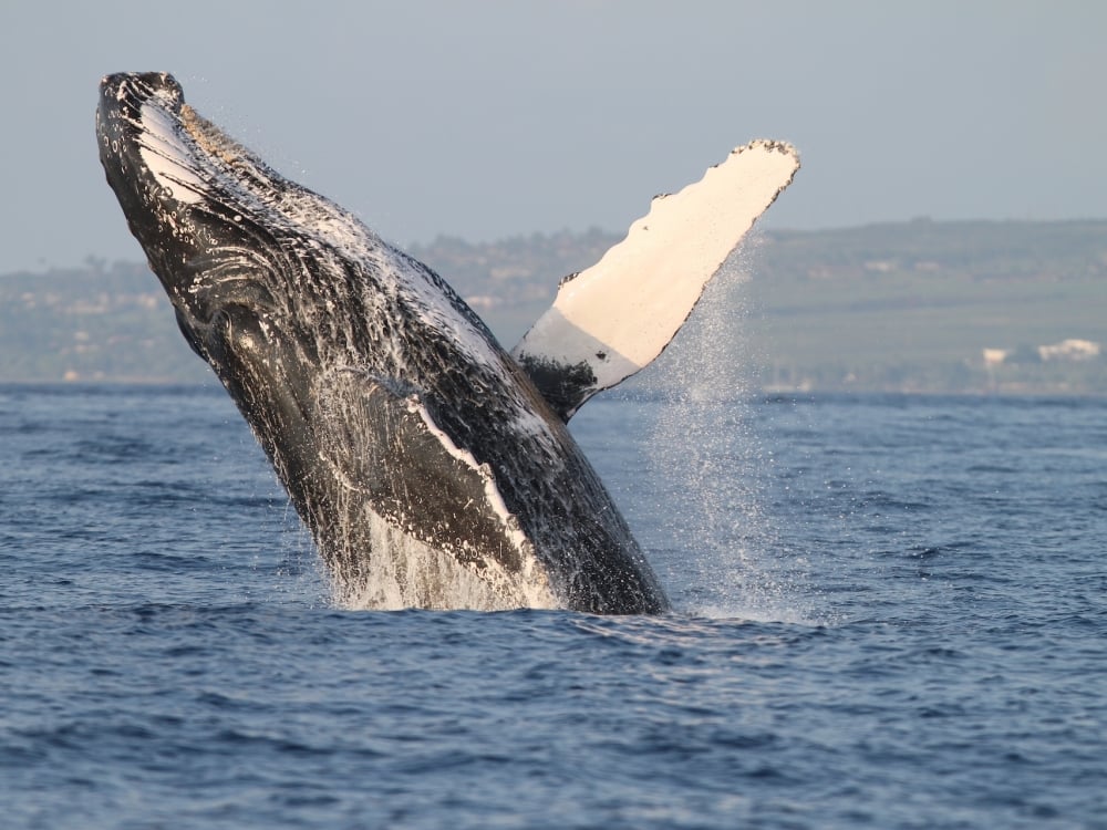 A Humpback Whale breaching