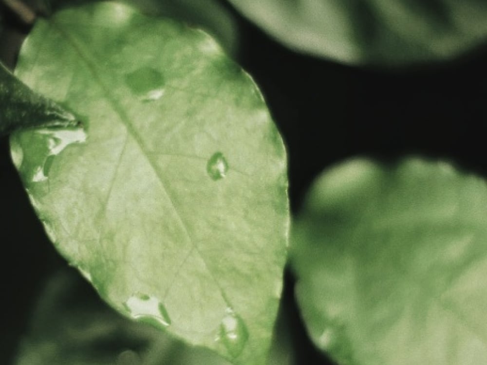 A detail of a leaf