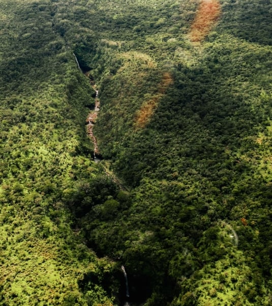 A lush green landscape