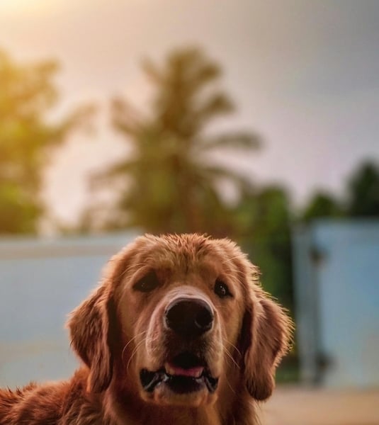 A golden retriever