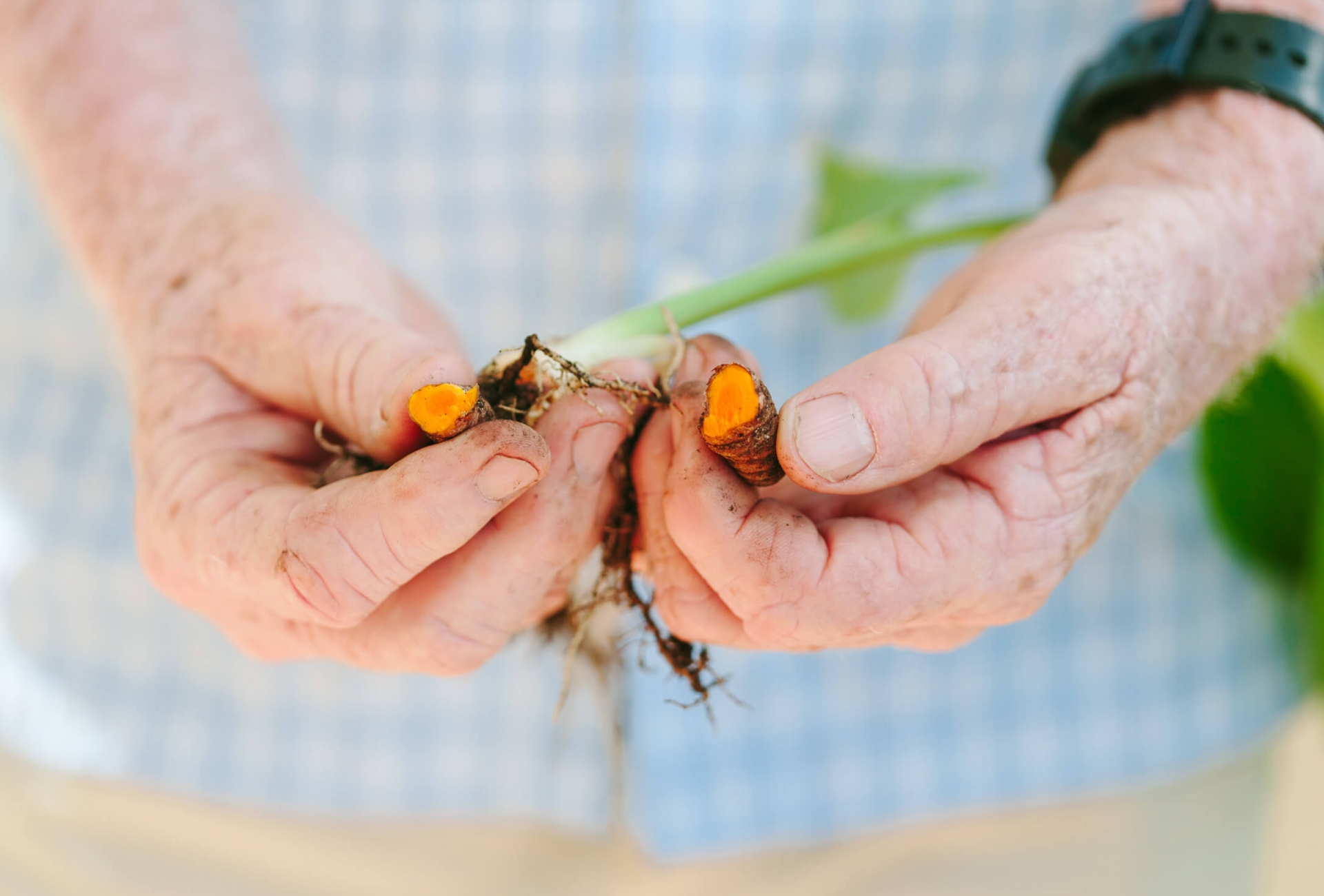 outheld hands display seeds pulled from stems of leaves held in other hand