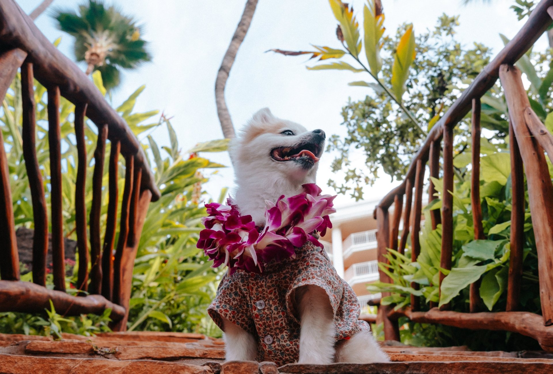 Chihuahua wearing a flower necklace