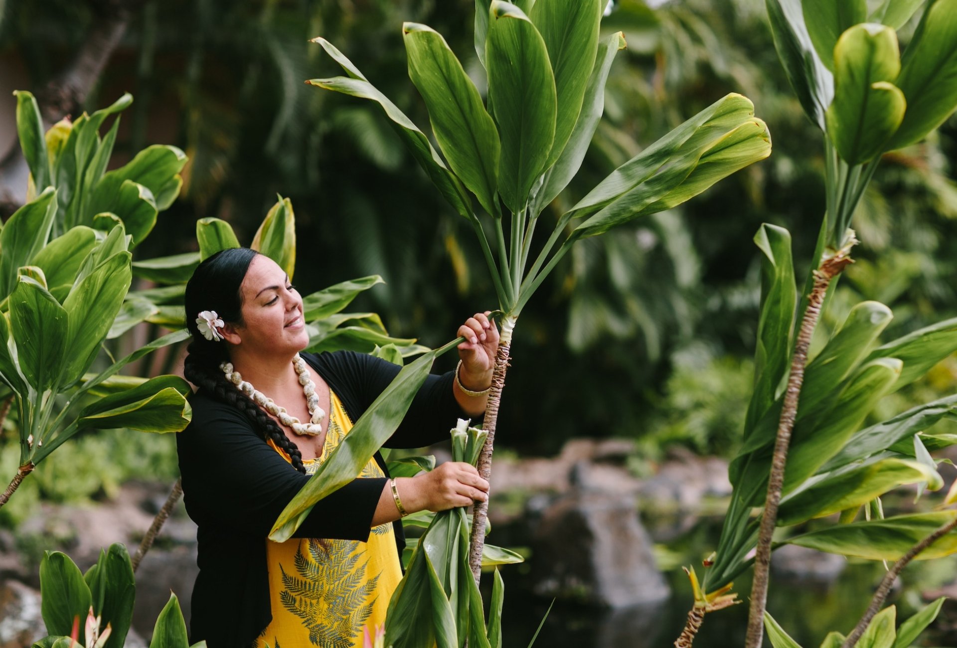 A woman picks large plant leaves from a tree