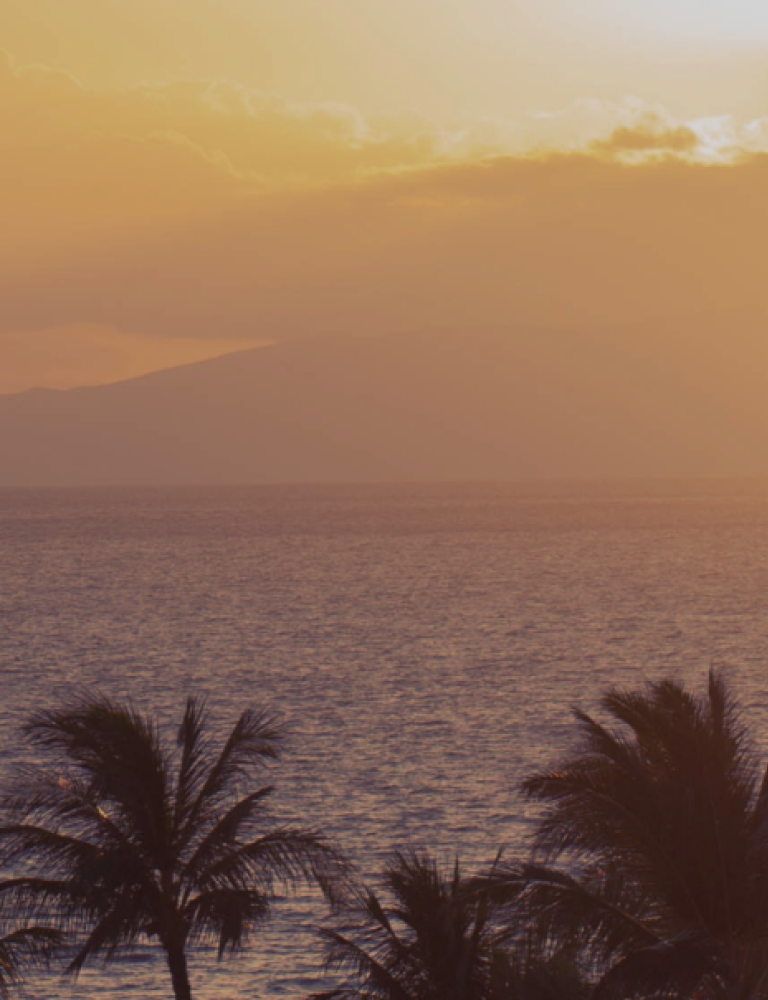 Palm trees and ocean at the sunset